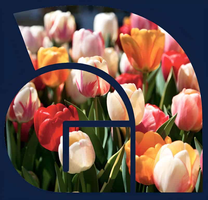 ag-logo-tulips_resolutionx4-opt