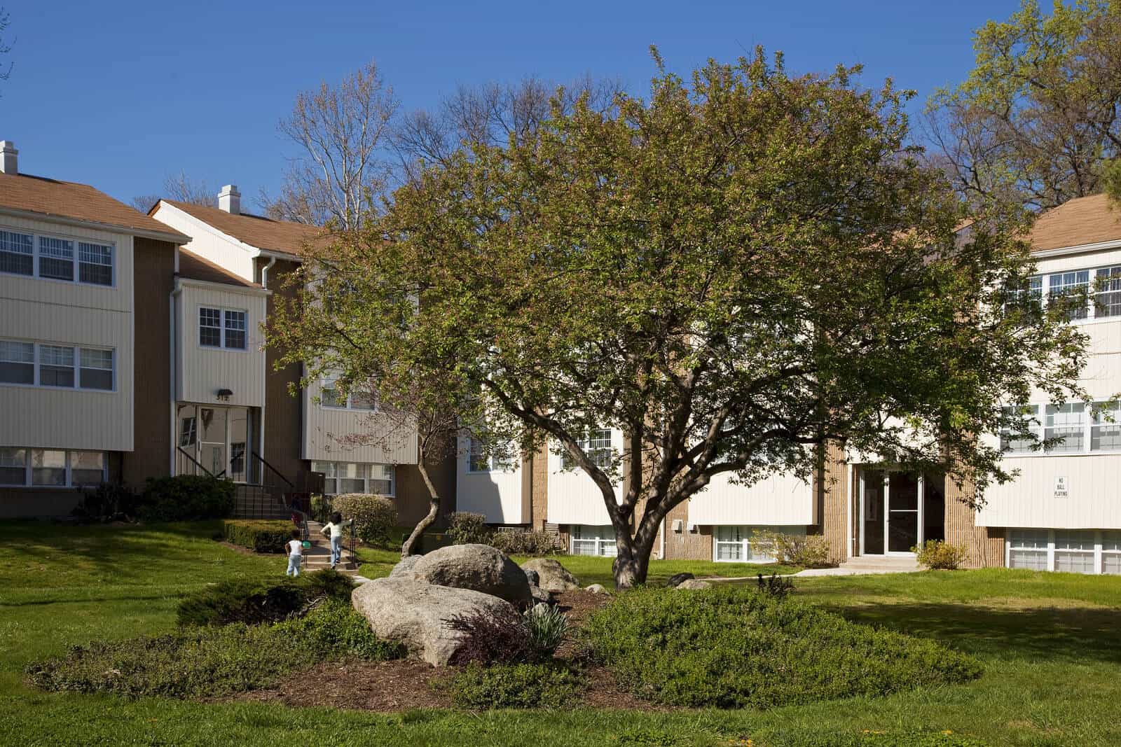 rocks tree buildings