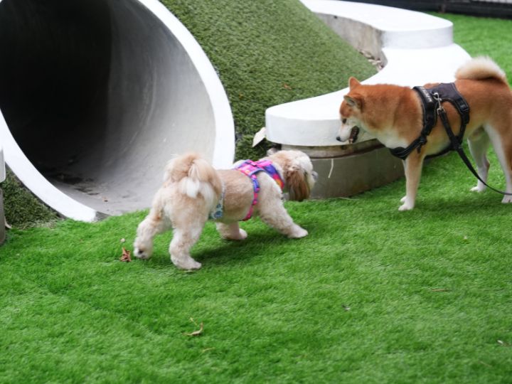 Best Dog Parks and Pet Amenities in Maryland