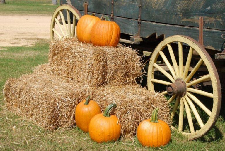 Fall Festivals Around Maryland