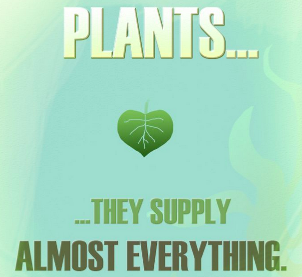 Low Maintenance Non-Toxic Indoor Plants