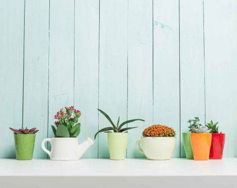 Flowering Houseplants For Your Apartment This Spring